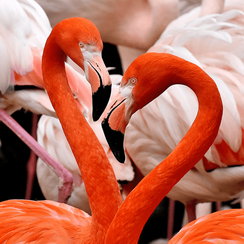 Wild adventurous flamingos
